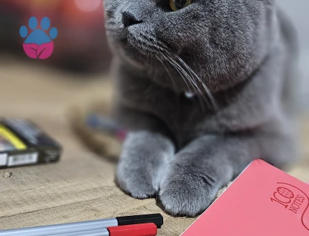 1.5 yaşında british shorthair