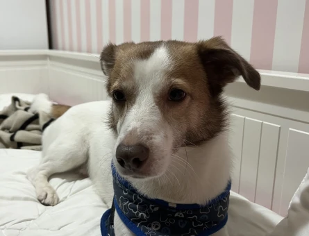 Erkek jack russell - 118975349