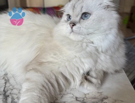 Scottish Fold Silver Point Dişi