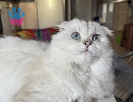 Scottish Fold Silver Point Dişi