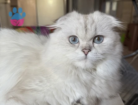 Scottish Fold Silver Point Dişi