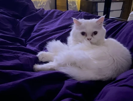 British Longhair - 118975361