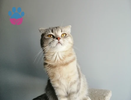 British Shorthair Kızım İçin Eş Arıyorum