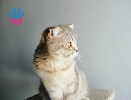 British Shorthair Kızım İçin Eş Arıyorum