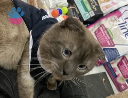 Erkek kerime eş arıyorum