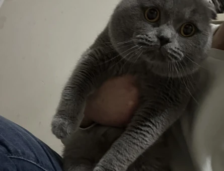 1.5 yaşında Scottish fold erkeğimize dişi arıyoruz - 118975374