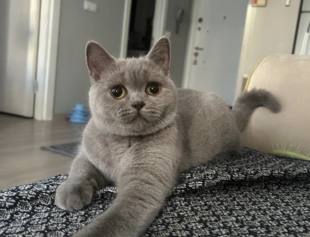 British Shorthair 1 Yaşında Eş Arıyor - 118982793