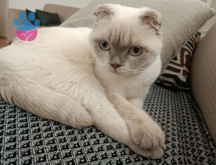 Scotish Fold kızıma Eş Arıyorum