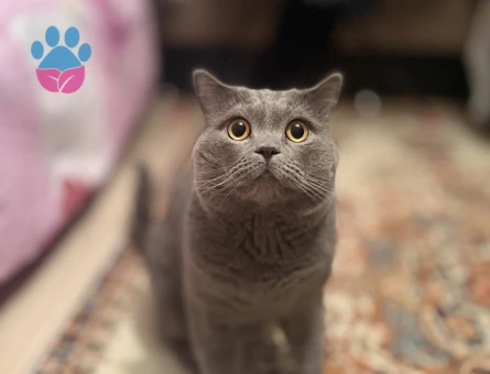 Scootish fold 3 Yaşında Kedim Eş Arıyor