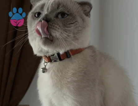 Scottish Fold 3 Yaşında Kızgınlıkta