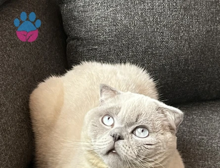 Scottish Fold 3 Yaşında Kızgınlıkta