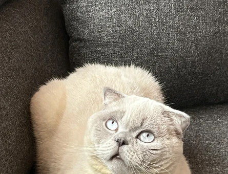Scottish Fold 3 Yaşında Kızgınlıkta - 118982803