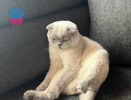 Scottish Fold 3 Yaşında Kızgınlıkta