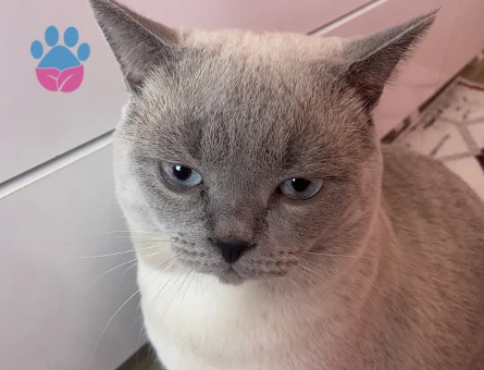 British Shorthair Dumana eş arıyoruz