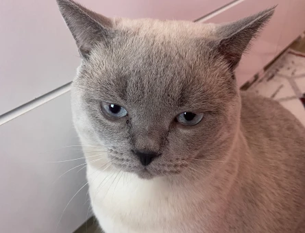 British Shorthair Dumana eş arıyoruz - 118982805