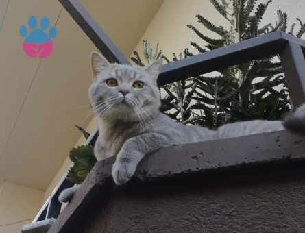 British Shorthair Oğlumuza eş arıyoruz