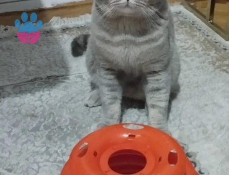 British Shorthair Oğlumuza eş arıyoruz