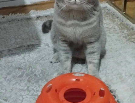 British Shorthair Oğlumuza eş arıyoruz - 118982806