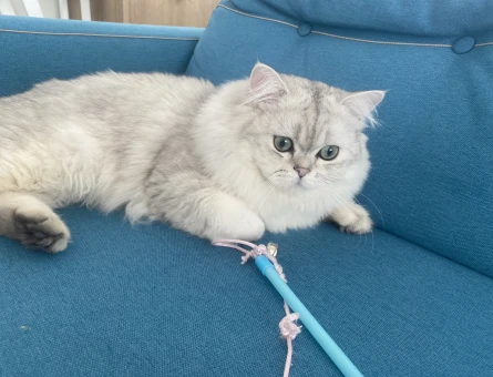 British Longhair 1 Yaşında Erkek - 118965610