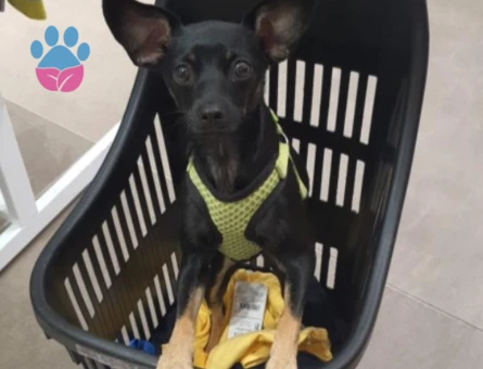 Minyatür Pinscher İçin Eş Arıyoruz