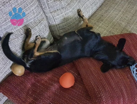 Minyatür Pinscher İçin Eş Arıyoruz