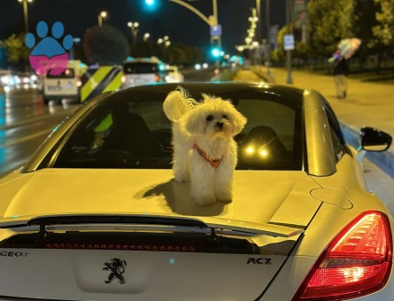 Maltese Terrier Yakışıklı Oğluma Eş Arıyoru