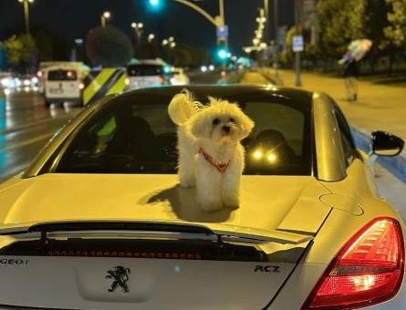 Maltese Terrier Yakışıklı Oğluma Eş Arıyoru - 118965613
