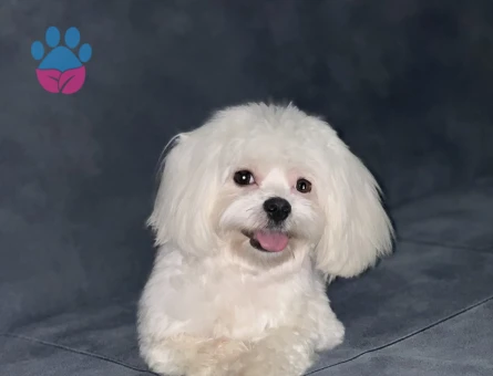 Maltese Terrier Yakışıklı Oğluma Eş Arıyoru