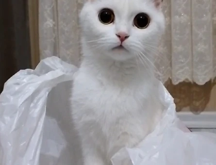 British Shorthair Miloş Eş Arıyor - 118965620