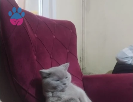 British Kedime eş arıyorum