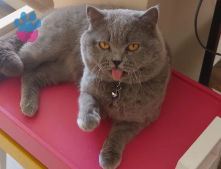 Yakışıklı oğluma eş ariyorum