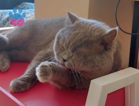 Yakışıklı oğluma eş ariyorum