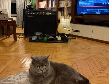 British Shorthair Erkek 4 yaşında - 118976202