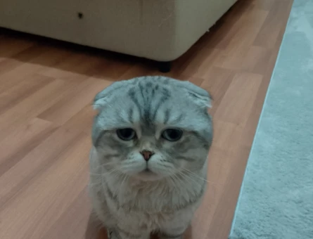 scottishfold - 118976206