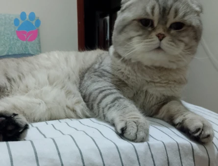scottishfold