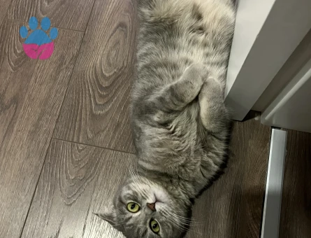 Kedi çiftleşdirmek