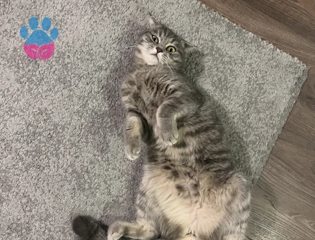 Kedi çiftleşdirmek
