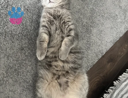 Kedi çiftleşdirmek