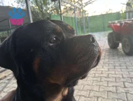 ROTTWEİLER A SCRLİ SAF KAN HEM DİŞİ HEM ERKEK ÇİFT ARIYORUM