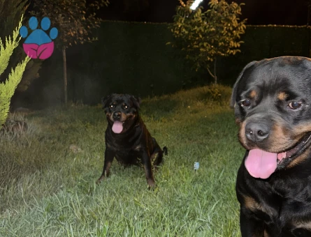 ROTTWEİLER A SCRLİ SAF KAN HEM DİŞİ HEM ERKEK ÇİFT ARIYORUM