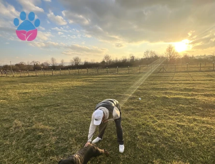 ROTTWEİLER A SCRLİ SAF KAN HEM DİŞİ HEM ERKEK ÇİFT ARIYORUM