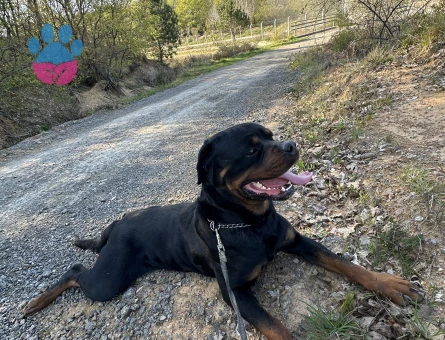 ROTTWEİLER A SCRLİ SAF KAN HEM DİŞİ HEM ERKEK ÇİFT ARIYORUM