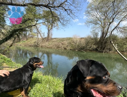 ROTTWEİLER A SCRLİ SAF KAN HEM DİŞİ HEM ERKEK ÇİFT ARIYORUM