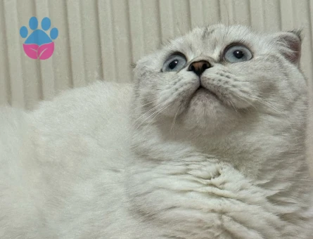 Dişi Kedime Eş arıyorum