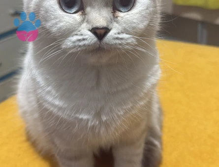 Dişi Kedime Eş arıyorum