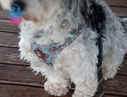 Oğlum suşi için partner arayışındayım