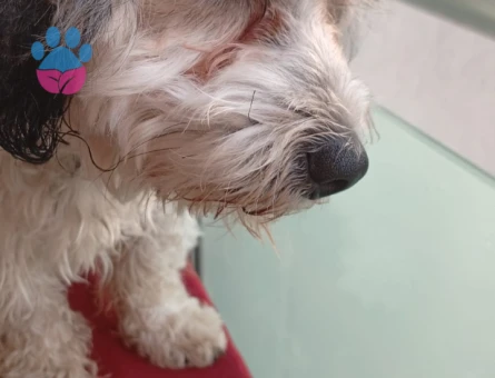 Oğlum suşi için partner arayışındayım