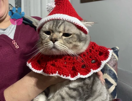 British cinsi oğlumuza eş arıyoruz :)