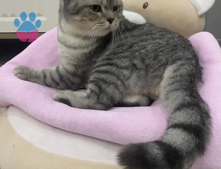 British cinsi oğlumuza eş arıyoruz :)