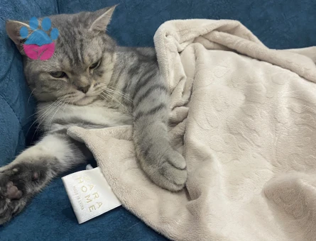 British cinsi oğlumuza eş arıyoruz :)